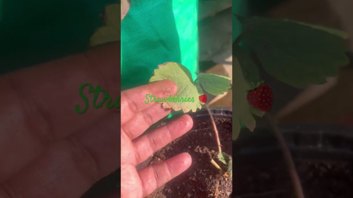 From Seedling to Harvest: My Terrace Strawberries #gardening #strawberry #shorts