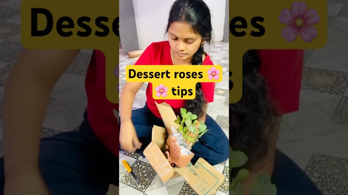 DesertRose 🌸🌸 🍀#vegetablegarden #ytshorts #gardening#ytviral#gardenplants #gardeningtips