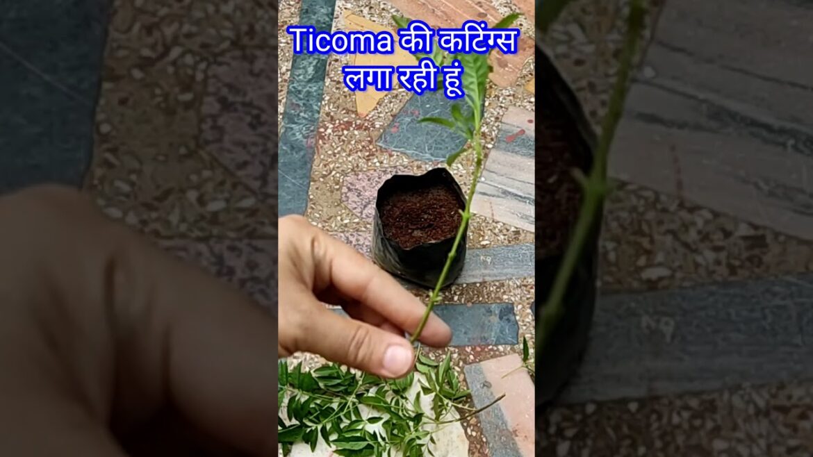 How to grow cuttings of tecoma plant #shortsfeed #youtubeshorts #gardentips #flower #garden #plants