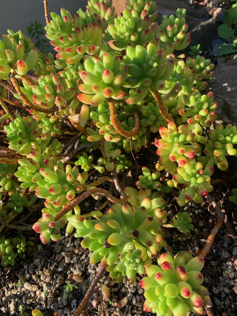 Tom Karwin, On Gardening | Real gardening with artificial intelligence – Santa Cruz Sentinel Tom Karwin, On Gardening | Real gardening with artificial intelligence – Santa Cruz Sentinel