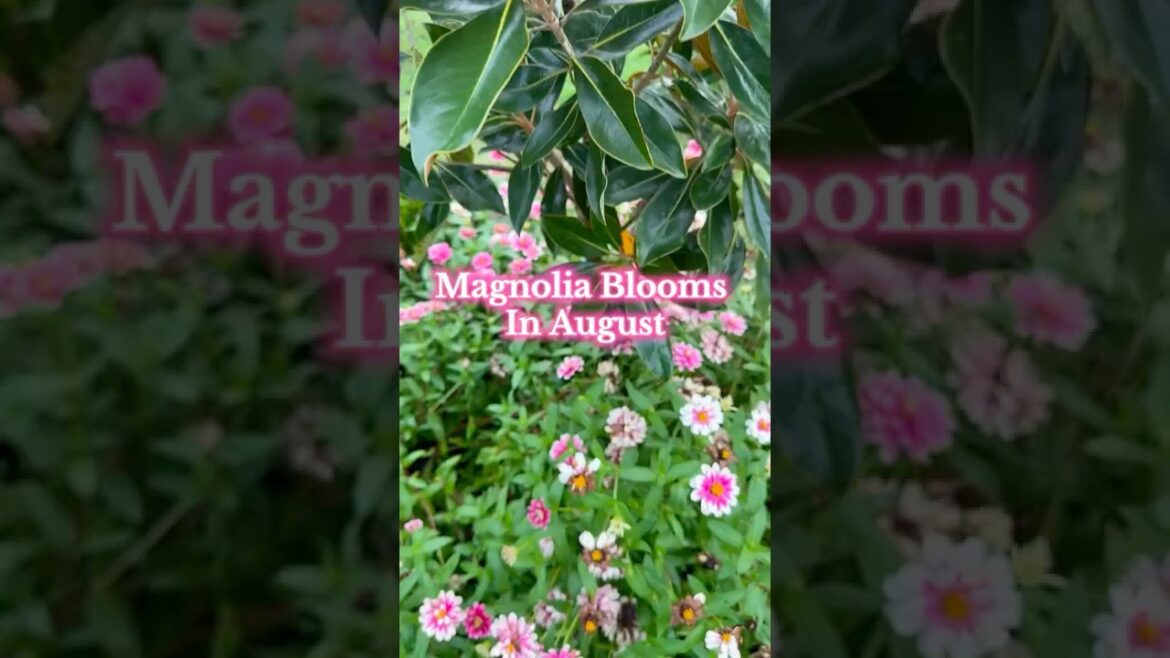 Sweet Magnolia Summer… #summergardening #magnolia #evergreen #southerngardens #fyp