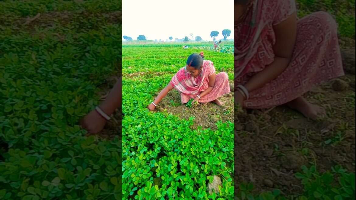Woman Farmer’s Evening Fenugreek (Methi) Leaf Harvest #shorts