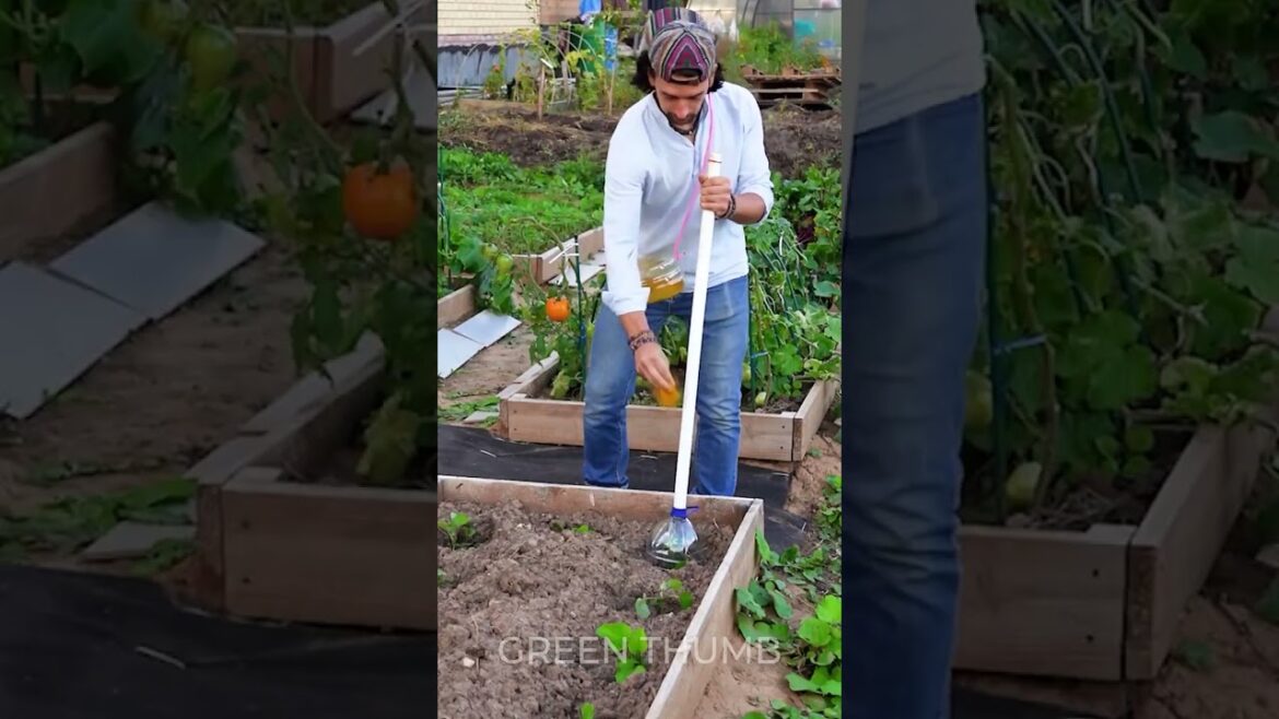Three Amazing Garden Ideas for a Lush Harvest! 🤩🌿 Three Amazing Garden Ideas for a Lush Harvest! 🤩🌿