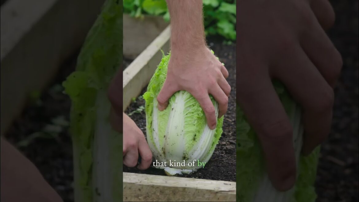 How Much Food You Can Grow!!! #gardeningtips