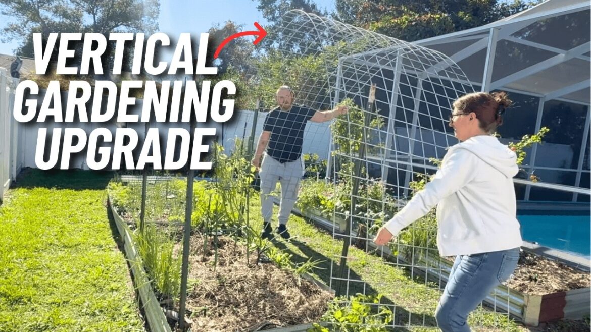 Cattle Panel Trellis Setup: Easy DIY Garden Upgrade Cattle Panel Trellis Setup: Easy DIY Garden Upgrade