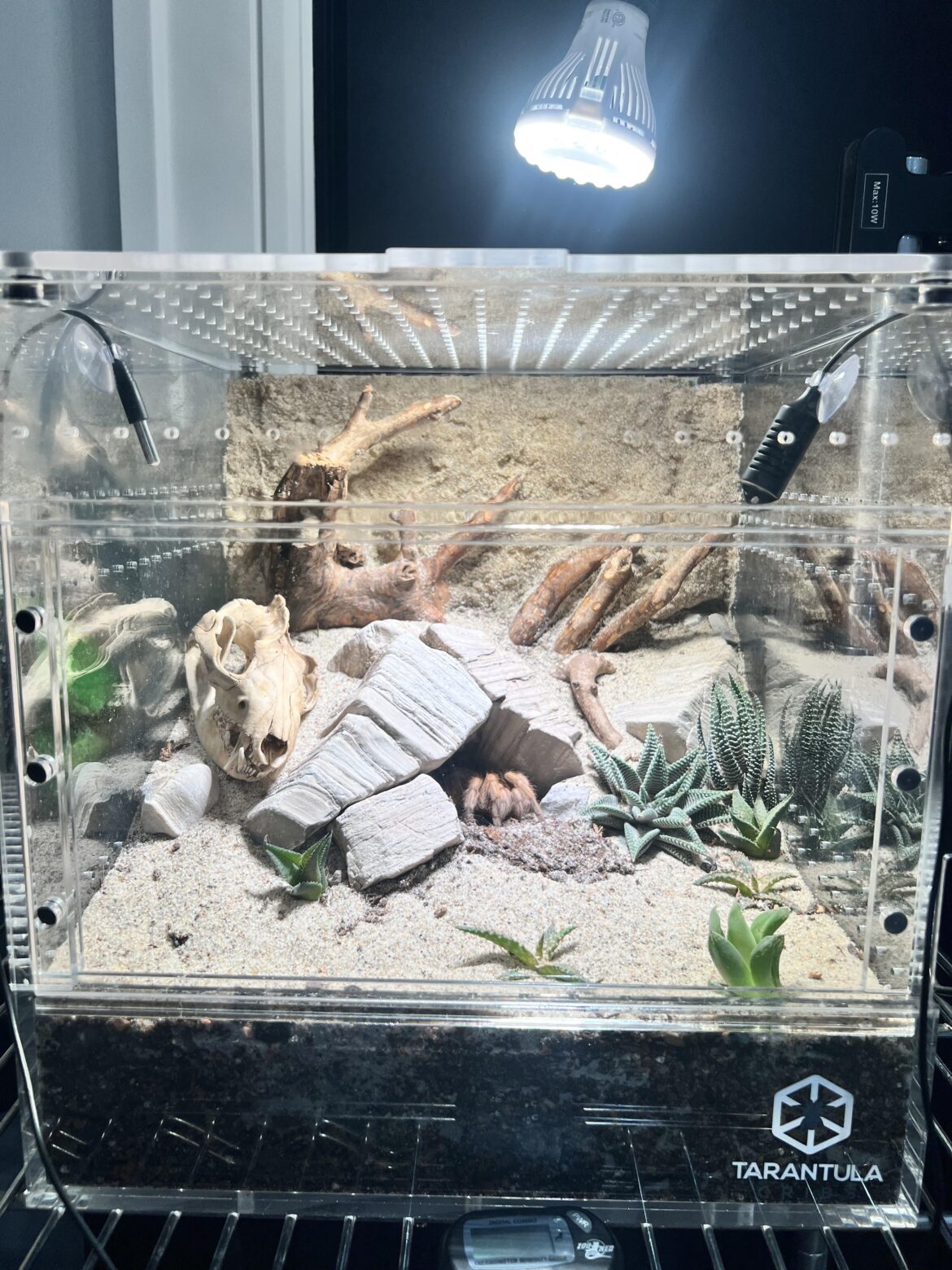 just finished a planted desert enclosure for my tarantula! just finished a planted desert enclosure for my tarantula!