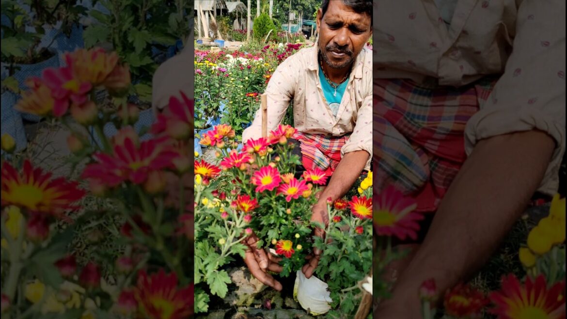 Why Tying Is Important for Chrysanthemum Flowers #shorts