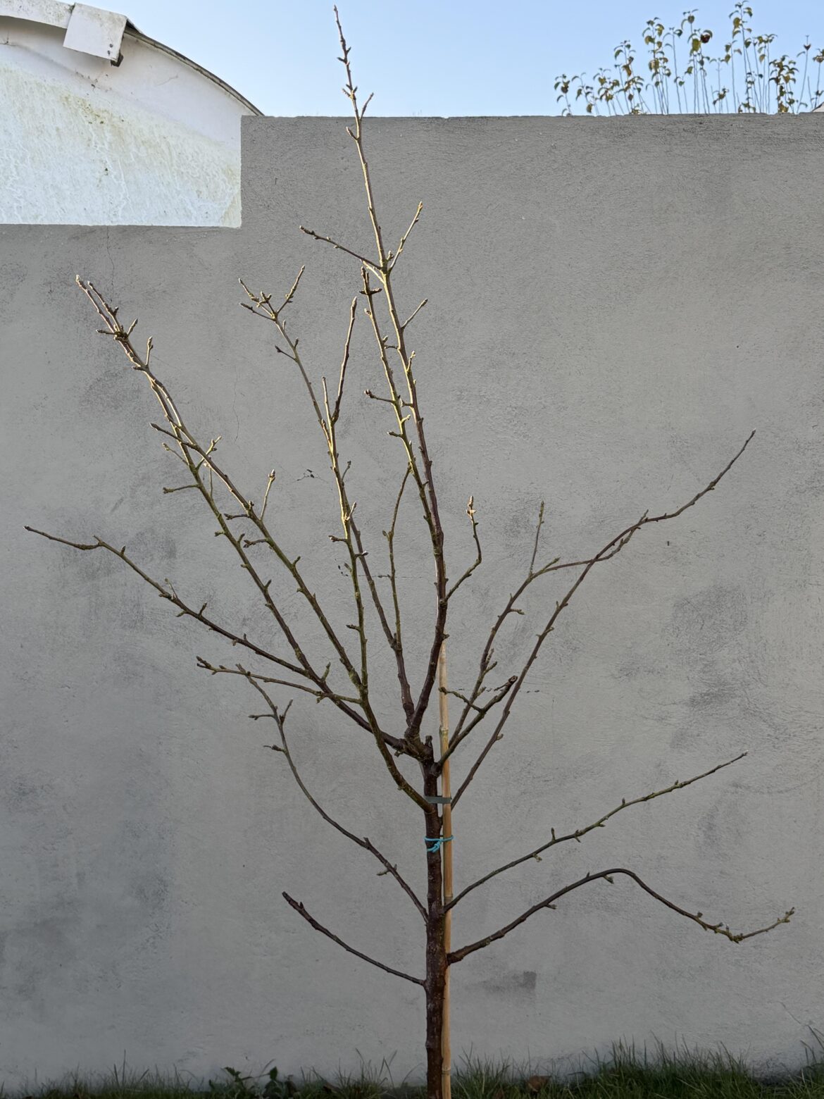 First time pruner - Advice needed