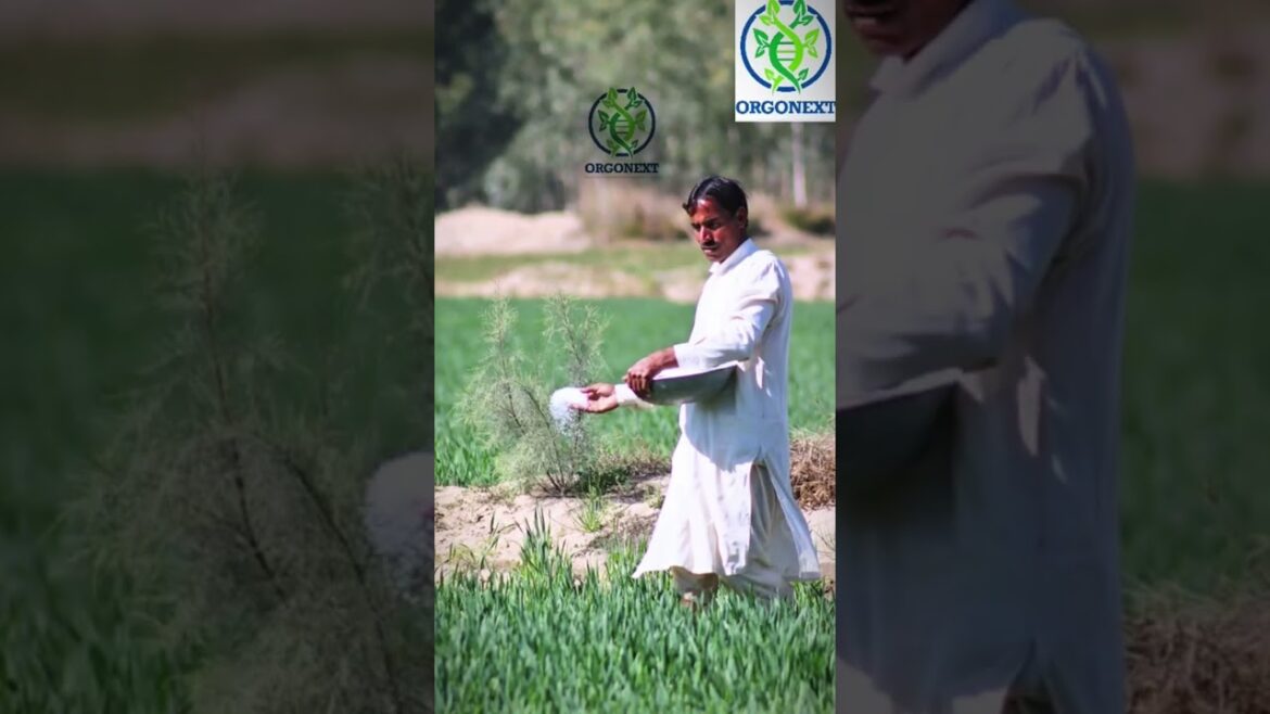 How Sustainable Farming Actually Works #orgonest #shorts #agriculture How Sustainable Farming Actually Works #orgonest #shorts #agriculture