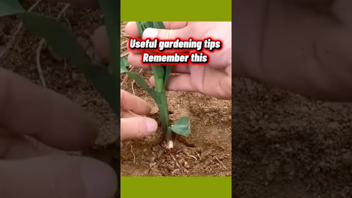 Useful Gardening Tips to Remember | Simple Garden Hacks for Healthy Plants! #short