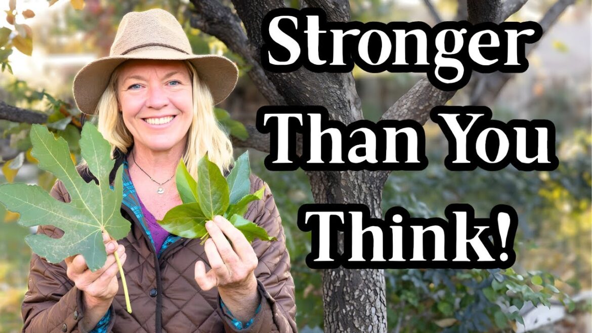 Medicinal Tree Leaves You Didn’t Know You Could Use