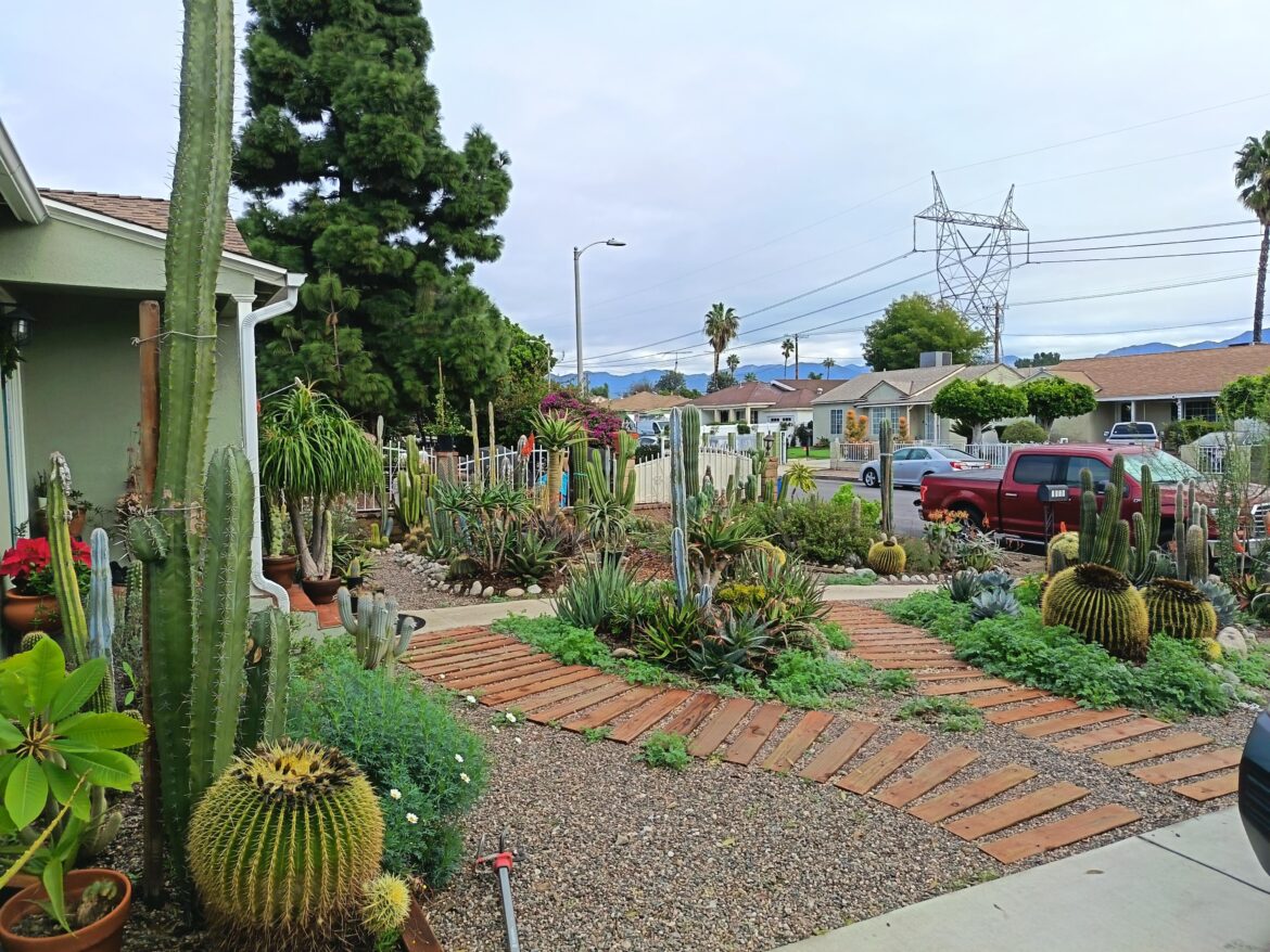 My yard
