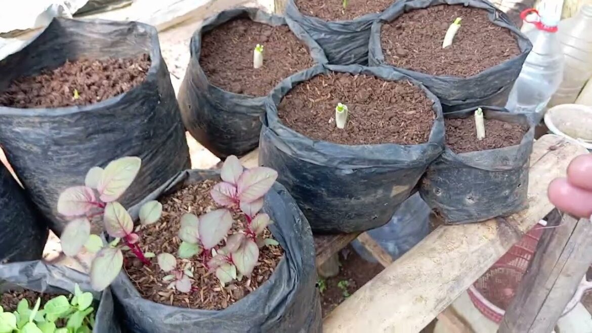 Pruning plants and making organic pest control Pruning plants and making organic pest control