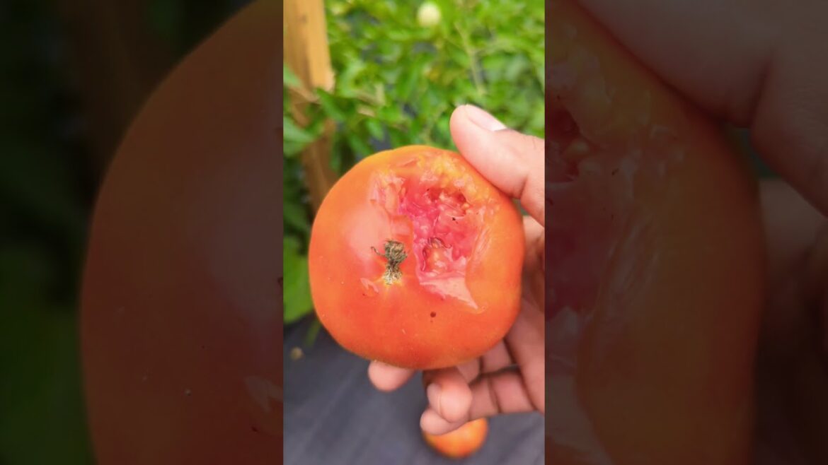 This is why You shouldn't Leave Red Tomatoes on Vines too long 🍅😭 #greentgarden #gardening #tomato