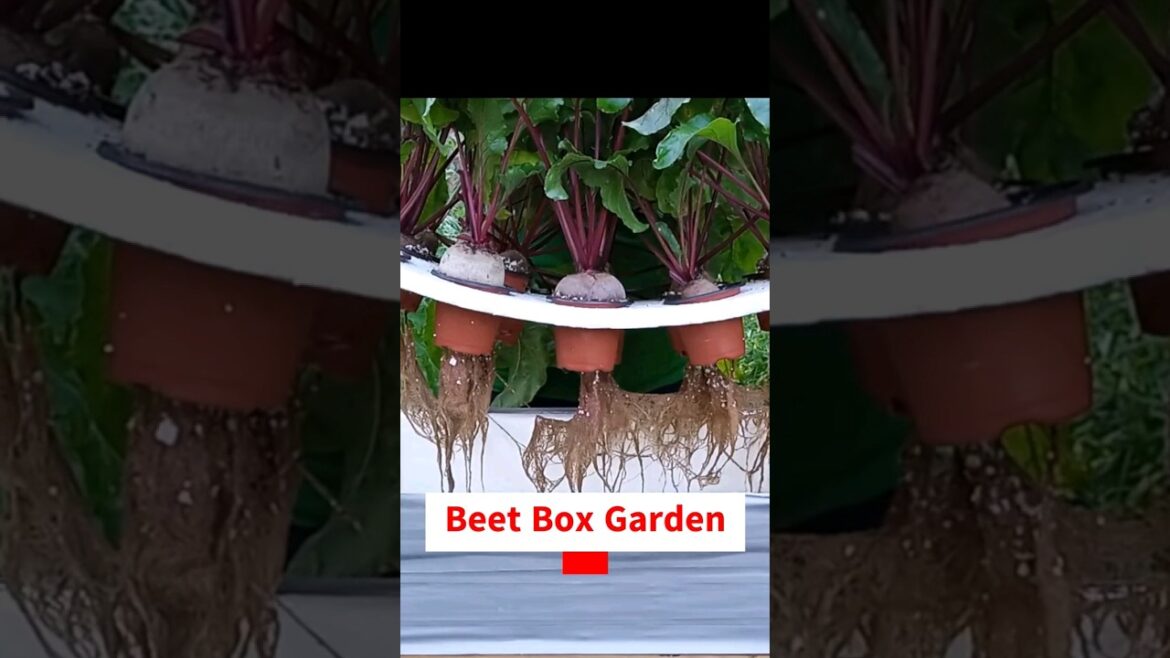 Beet Box Garden? #gardening #hydroponics #garden #beetroot #gardeninspiration #gardeningtips