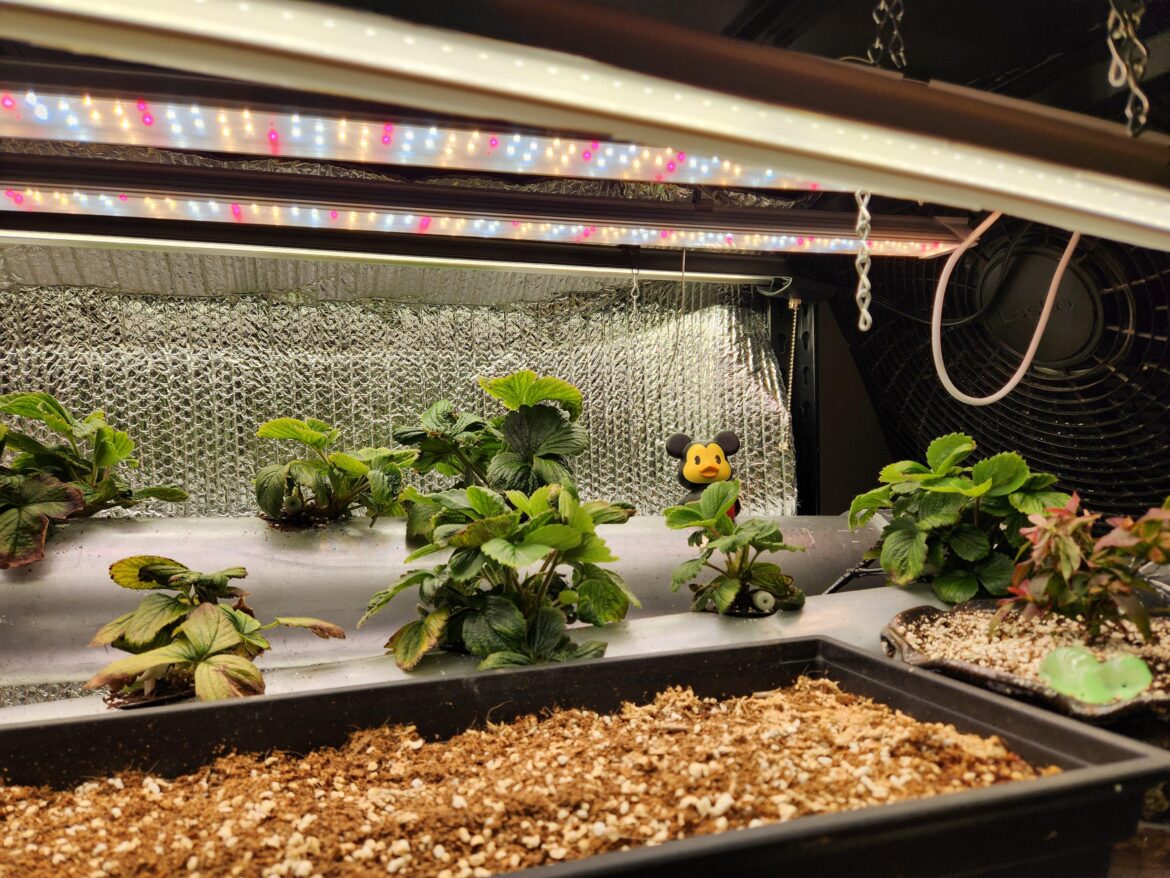 Strawberry recovery: Flowering Time