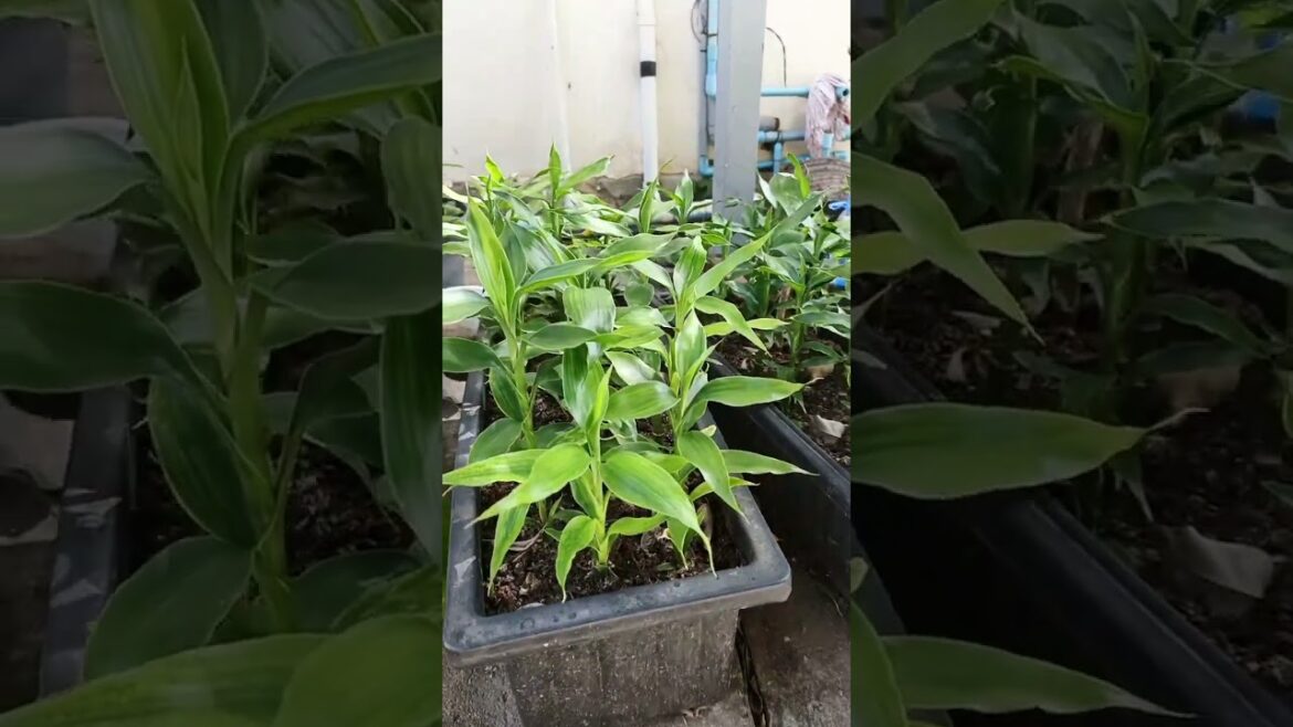 How to grow and care for lucky plant #fruit #greenlove #greenstalkgarden #ediblegardening #plants