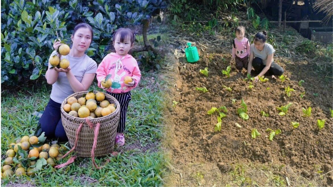 Harvest 40kg of Oranges and Sell Them at the Market - Vegetable Gardening with a 2 Year Old Baby
