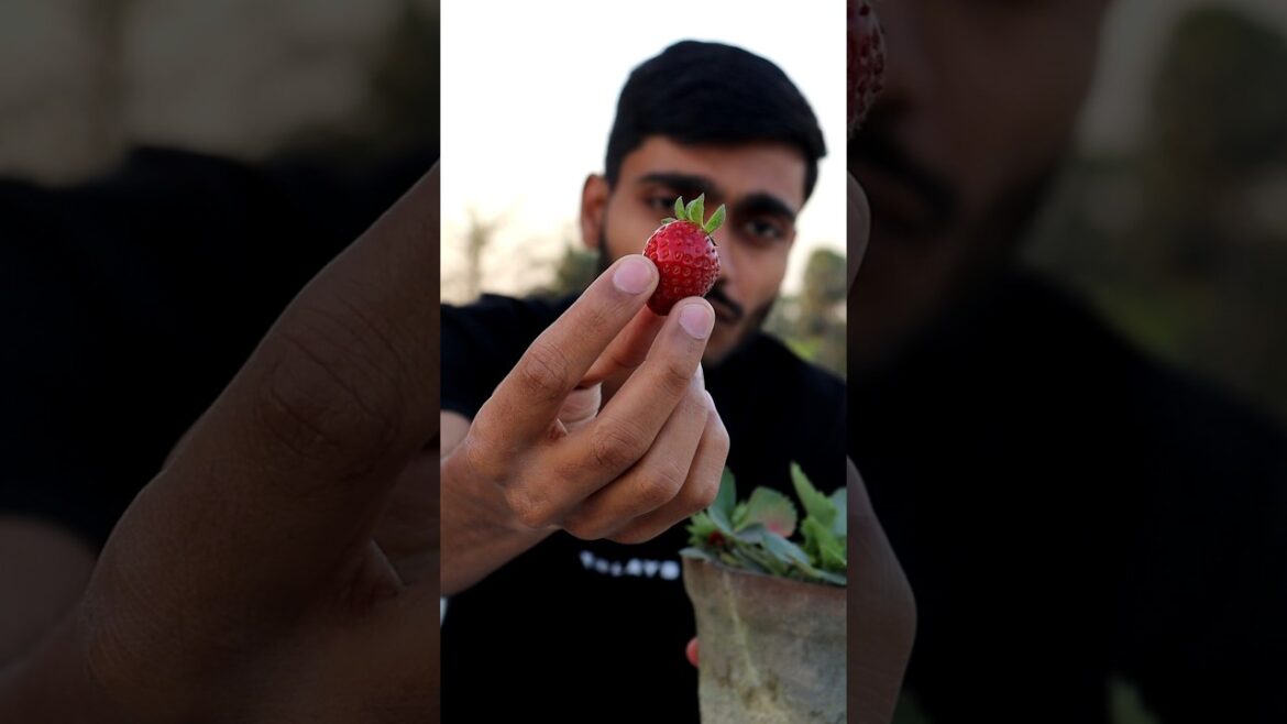 I Grow Strawberry Farm! 🍓