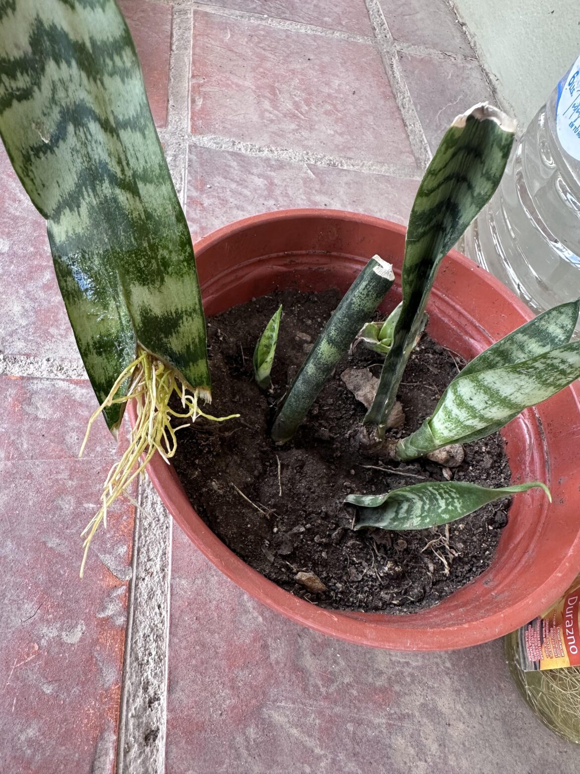 Propagation everywhere here🌱🌿🪴