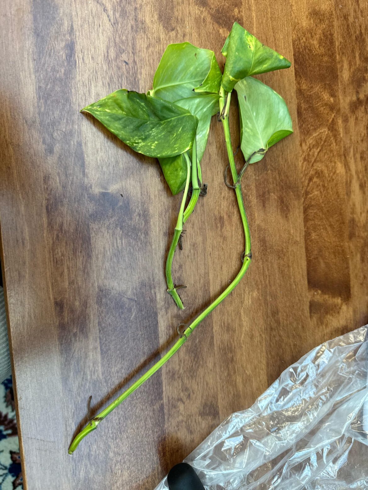 how to propagate these?
