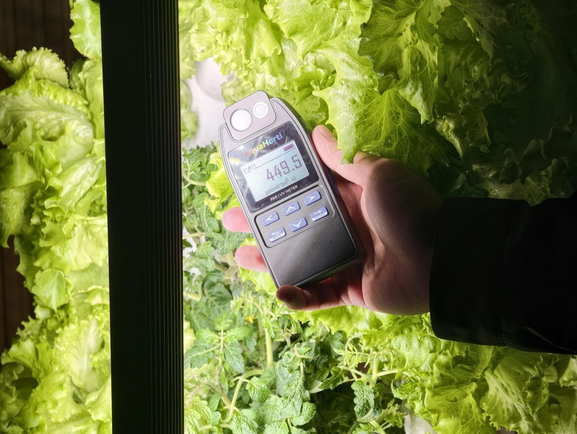 Checking PAR for lettuce under my indoor grow lights