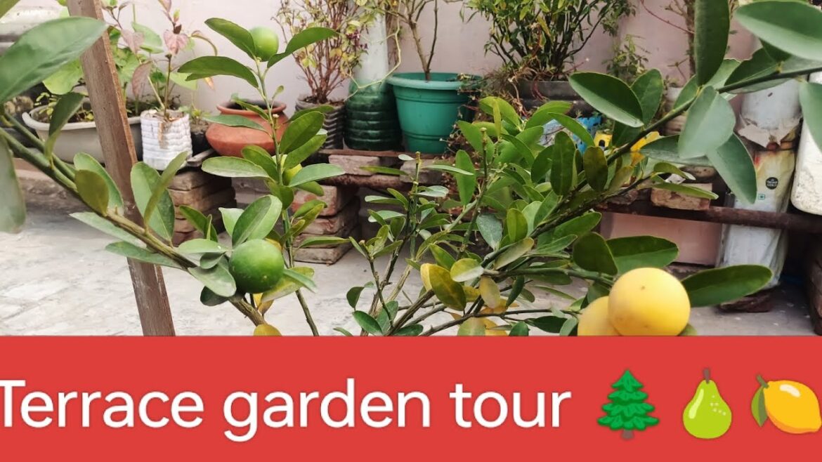 Terrace garden tour/Rooftop garden 🌲🍐🍋#viral #garden#shorts