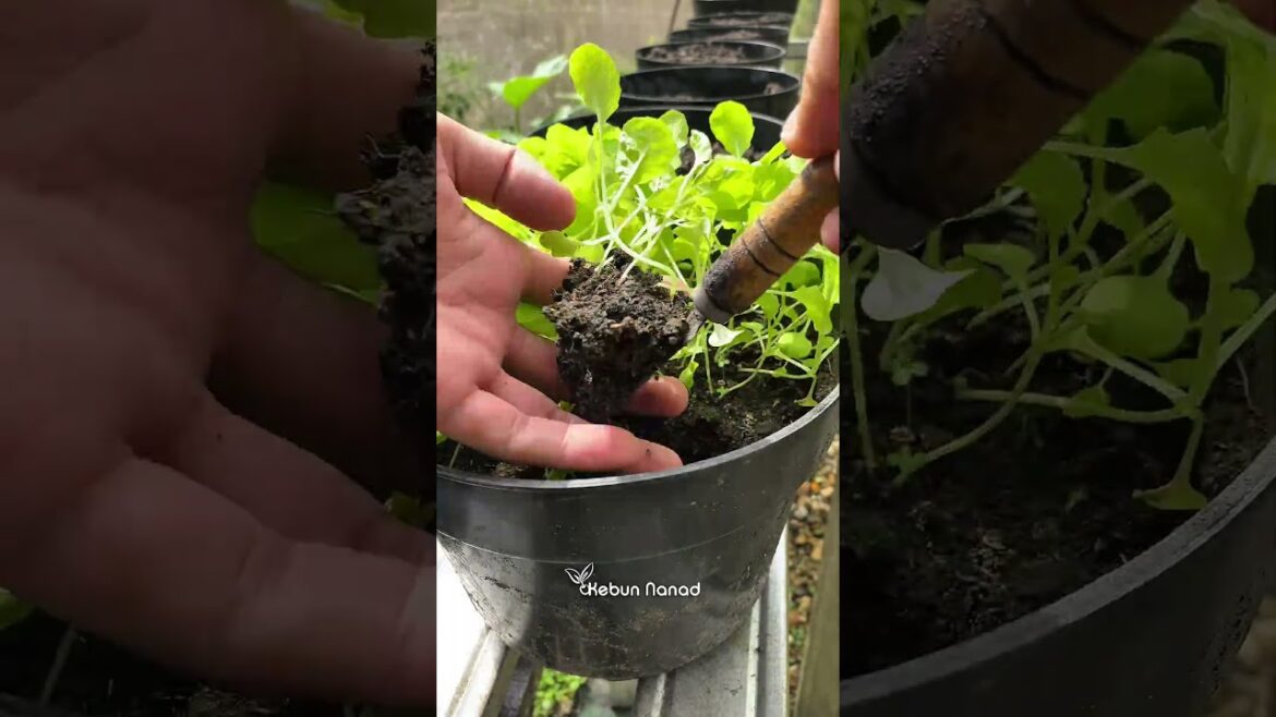 Growing and harvest the big vegetabale in the garden #fypreels #plants #kebunnanad