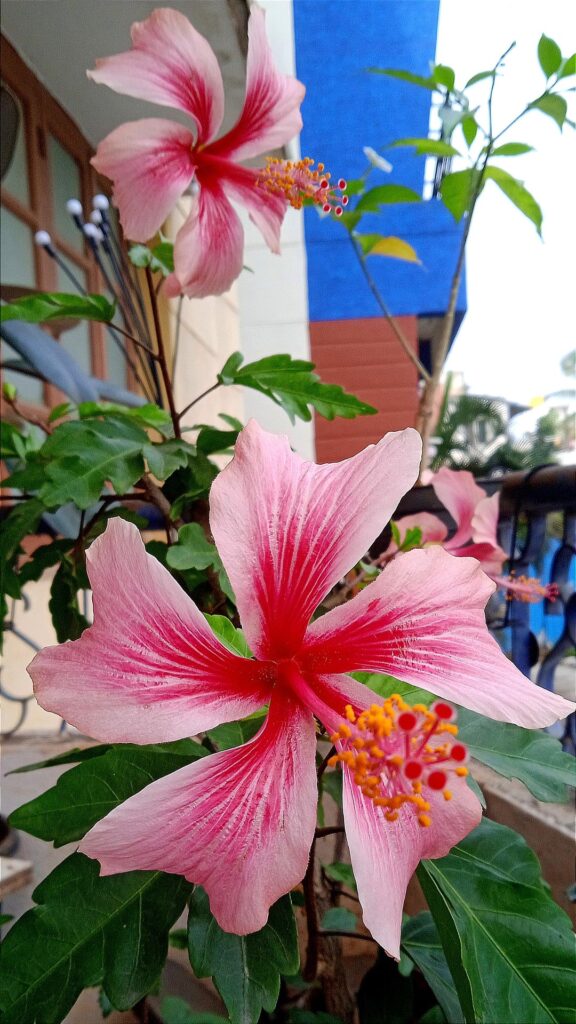 Loving how my hibiscus has lipstick smudge like tones on every petal 🌺💄