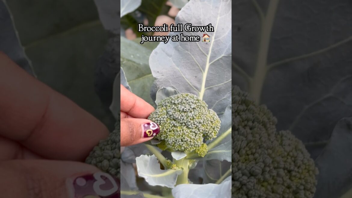 🥦💥Scratch నుండి ఇంట్లో penchina Broccoli… Harvest Ready!! 😱🔥 🥦💥Scratch నుండి ఇంట్లో penchina Broccoli… Harvest Ready!! 😱🔥