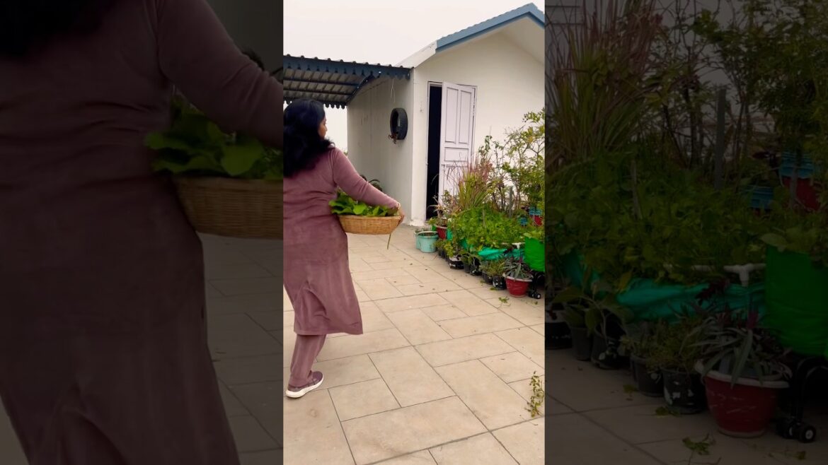 #homegardening #terracegardenindia #vegetable #gardening #plants #terracegarden #garden #winter