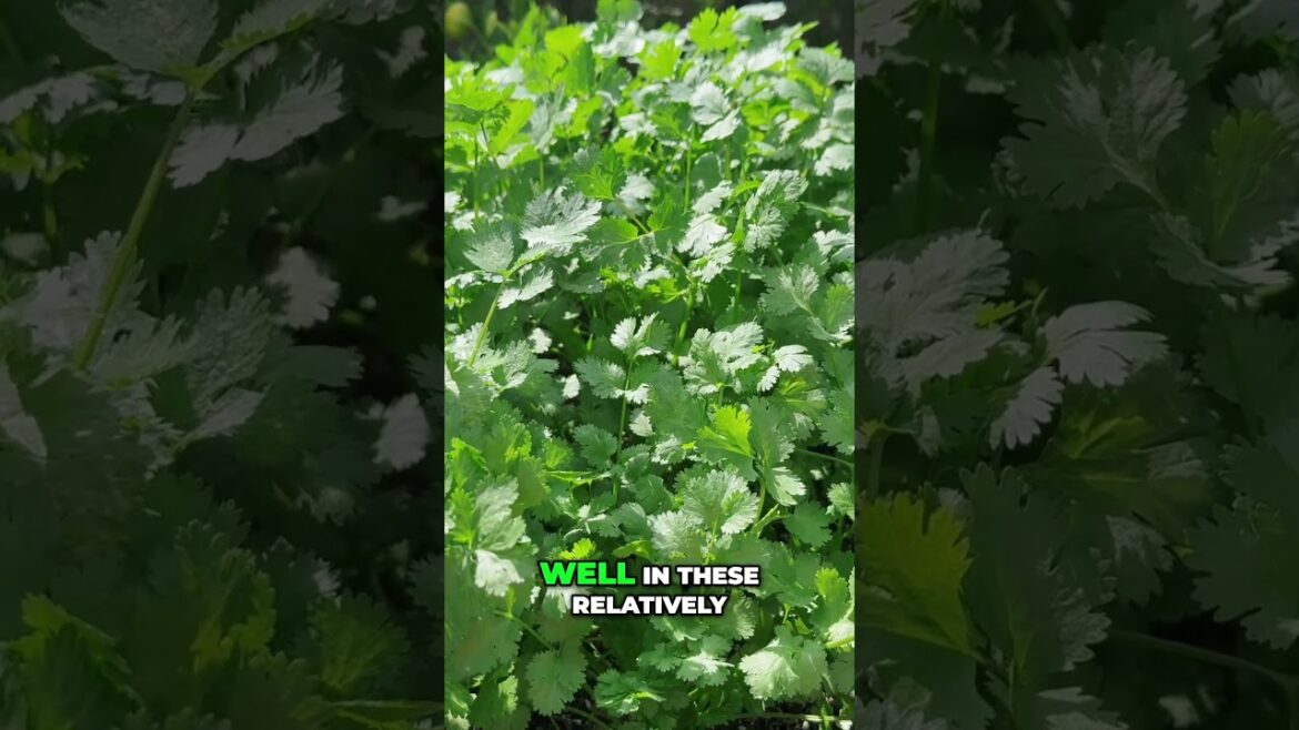 California Gardening: Container Harvest: Cilantro (Fast, Easy, Delicious) #shorts Container Harvest: Cilantro (Fast, Easy, Delicious) #shorts