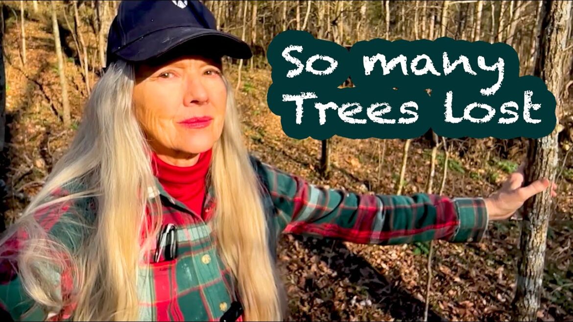 Kaye Kittrell: New Year’s Walk | What I found shocked me! New Year's Walk | What I found shocked me!