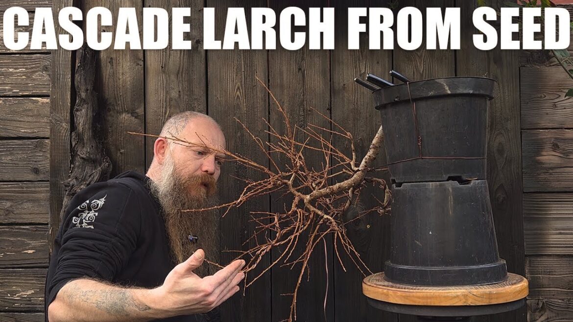 Cascade Bonsai Design on a young Larch