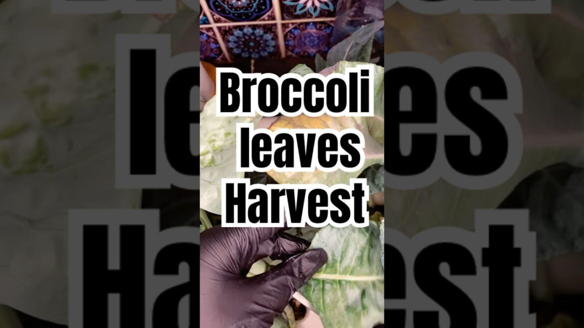 Harvesting Broccoli Leaves Indoors
