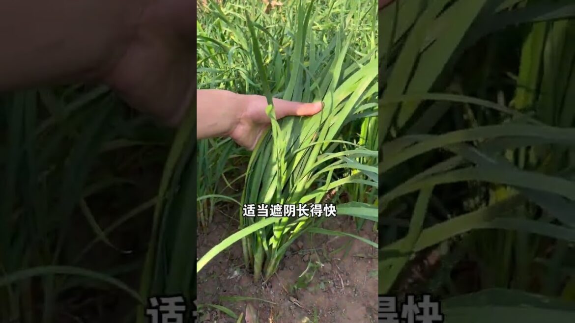 Vegetable planting rhyme High yield and bountiful harvest #Tips for growing vegetables