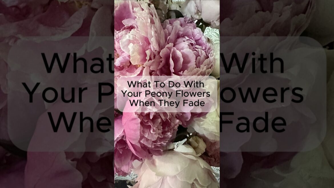 Beautiful Way to Preserve Your Peony Flowers! 🌸  #gardening #flowers #shorts