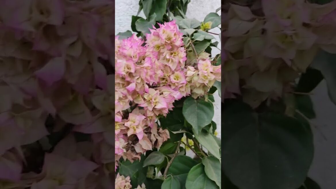 Bougainvillea flower in winter #tranding #garden #floweringplant #flowers #bonsai #flowers