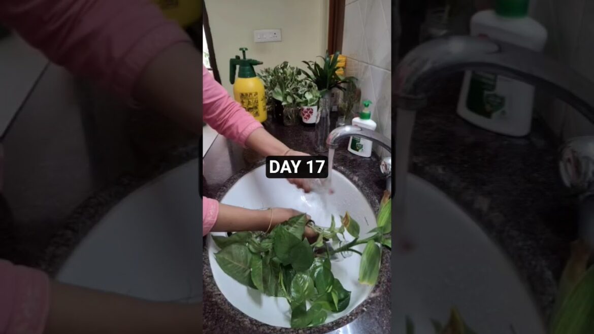 30days gardening tips challenge 🙏DAY 17 #viral #gardningtips #reels #plantswithbabita #waterplants