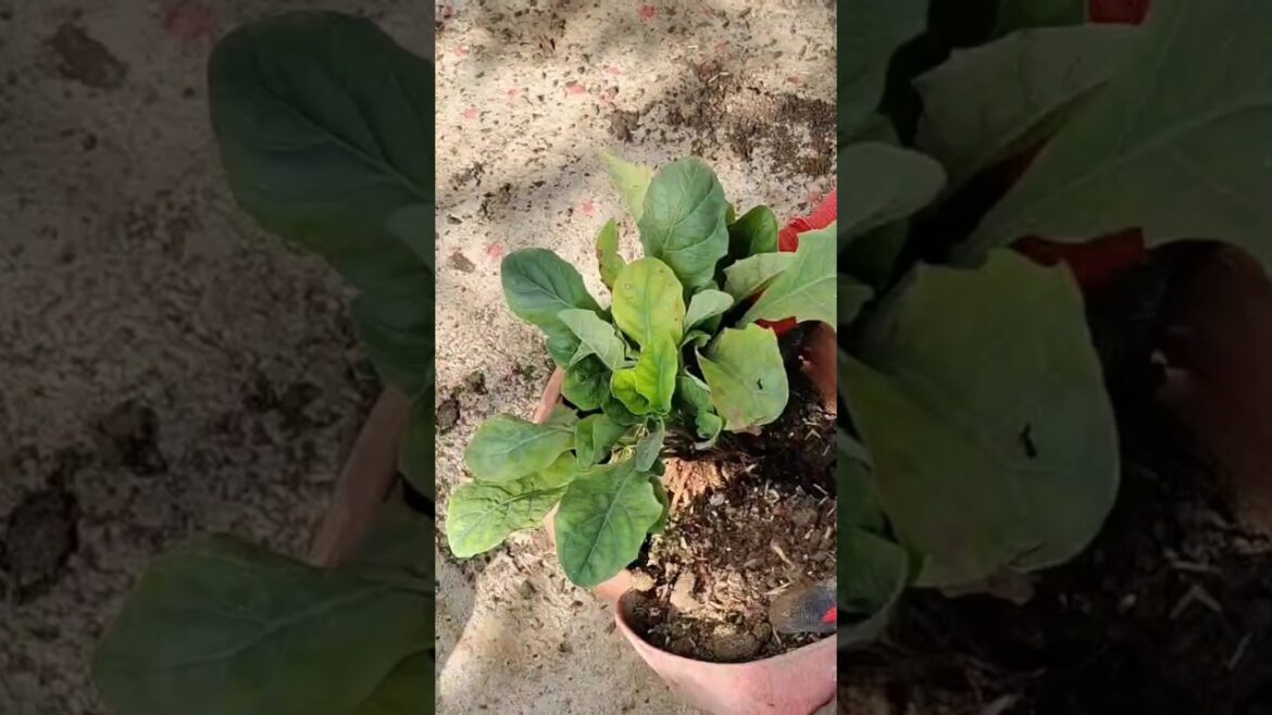 How to repot Gerbera flower plant #garden #music #flowers #plants #shorts #shortvideo #nature #tips