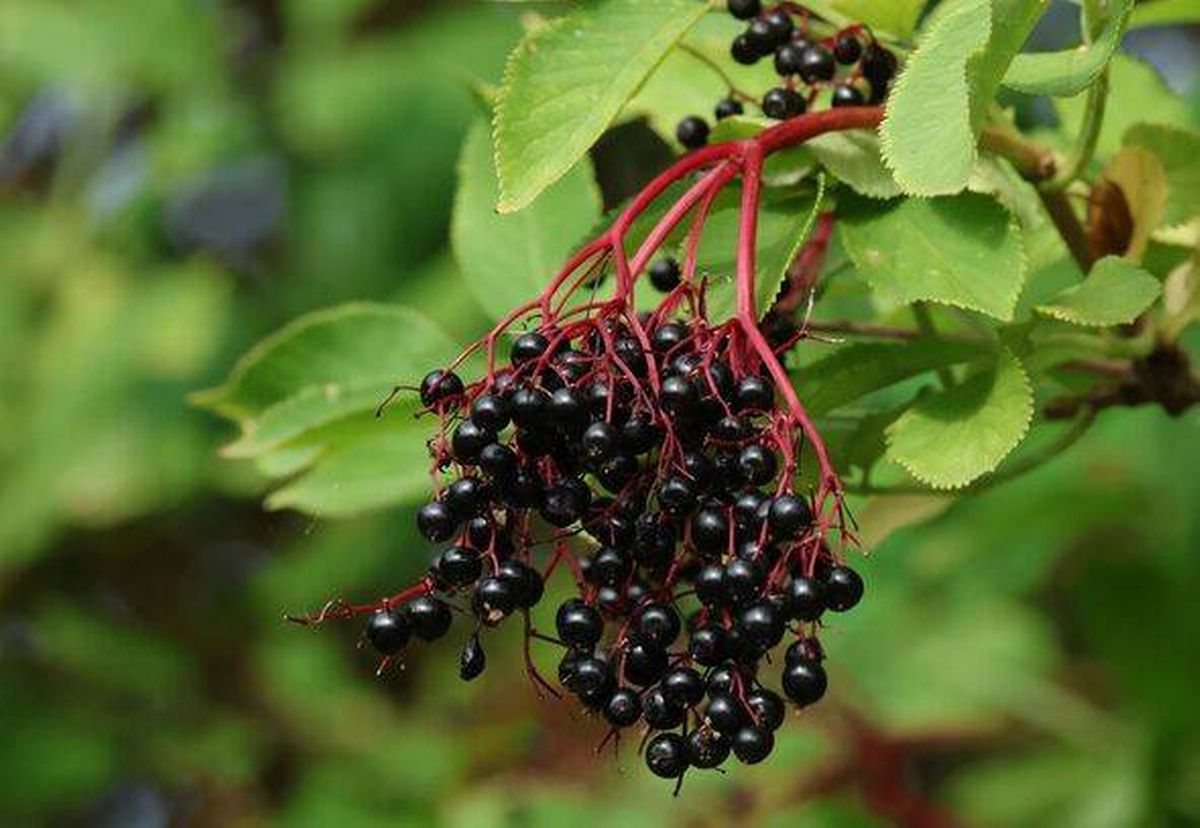 Elderberries, Sambucus nigra, growing on a Elder tree in summer.