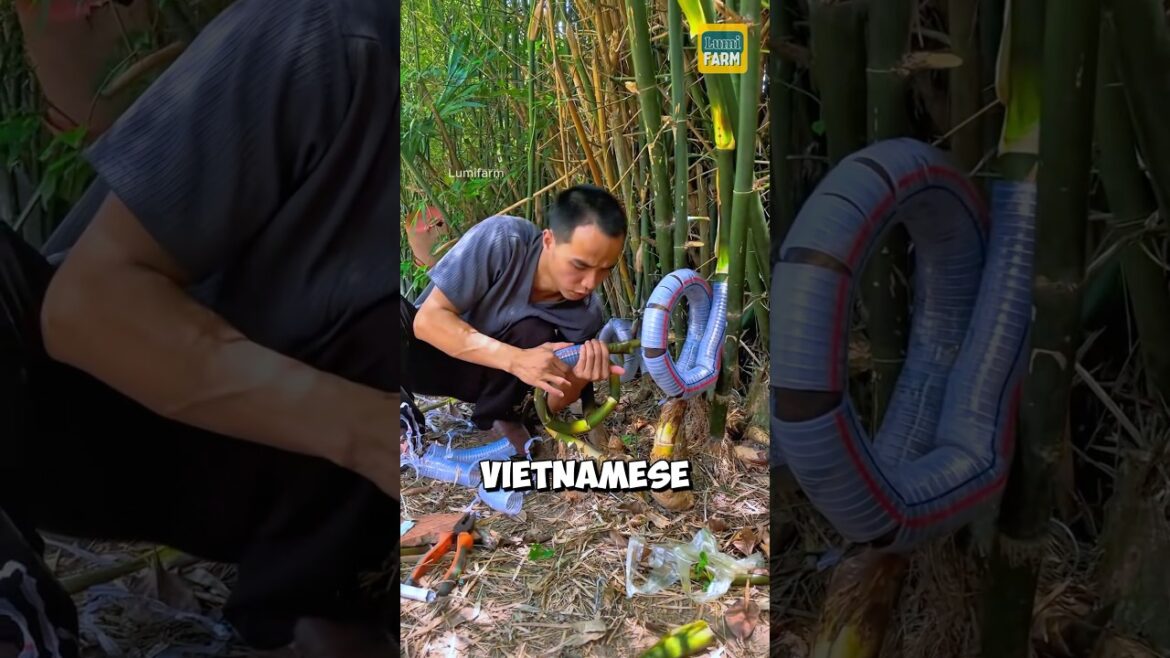 Why do Vietnamese people bend the base of bamboo plants? #bamboo #shorts