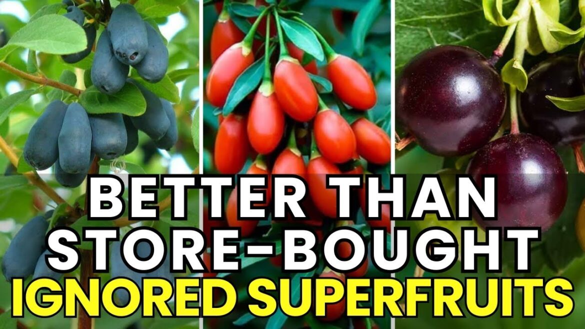 Most Gardeners Ignore These 7 Superfruits While They’re Better Than Store-Bought Most Gardeners Ignore These 7 Superfruits While They’re Better Than Store-Bought