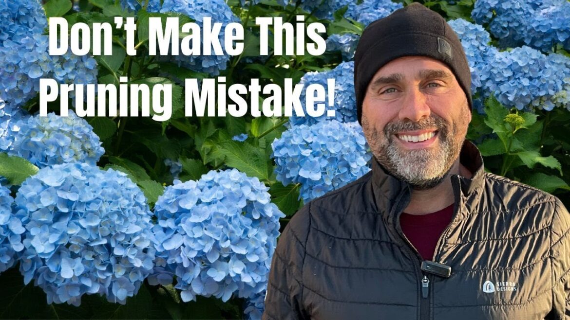 Why Pruning Hydrangeas Too Short Prevents Summer Blooms (Hydrangea Care Tips)