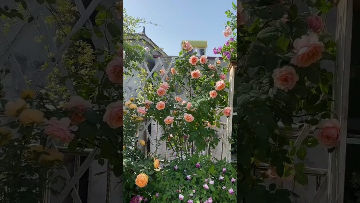 Stunning Garden &  Nature Sound 🌿🌼 | Part 05| #gardening #flower #short #nature #gardenplants #diy