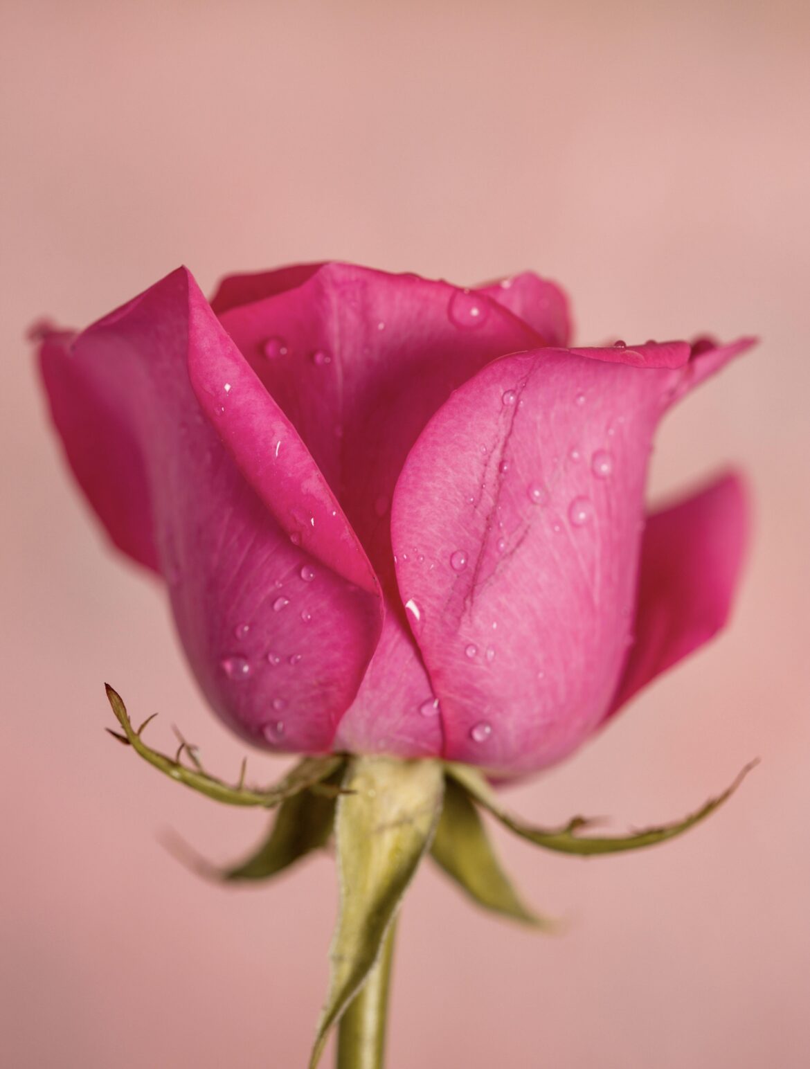 Rose variety : Damask Rose