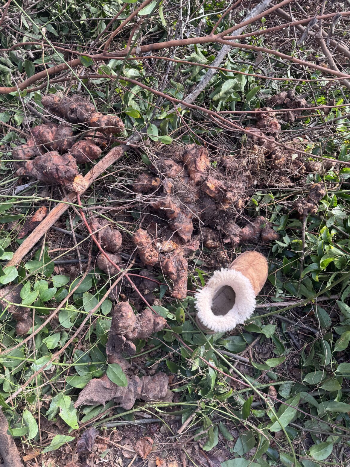 Invasive vines with bulb-like roots. Any idea the type of vines? Any tips or advice welcome.