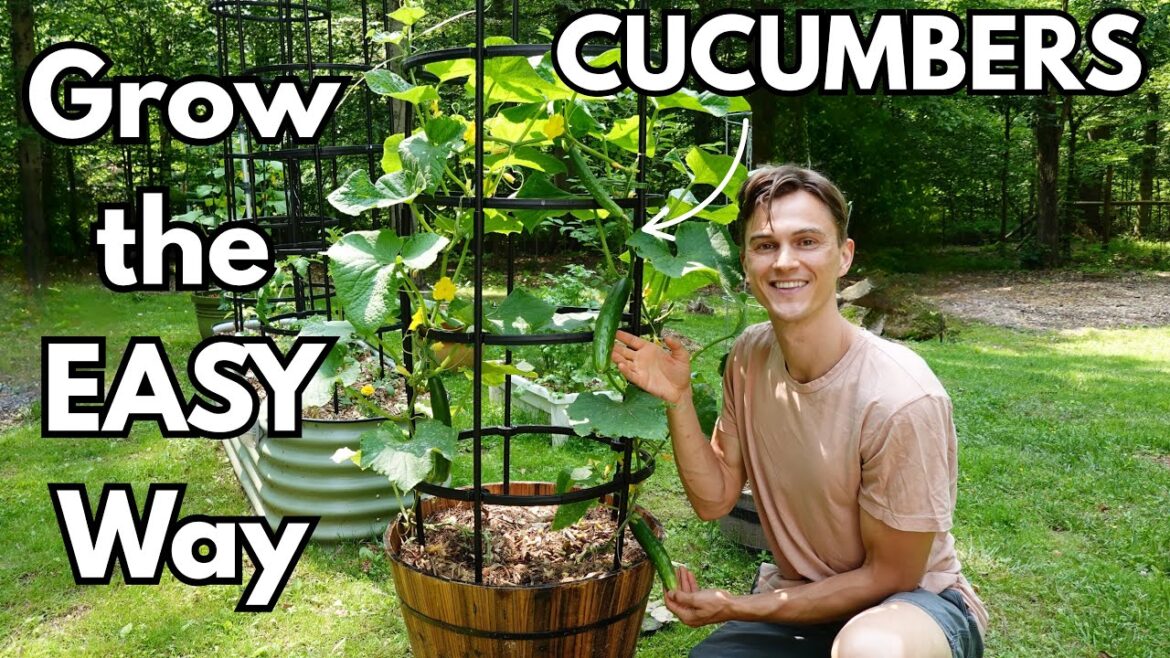 CUCUMBERS - How to Grow in Containers for Maximum Yield - Easy