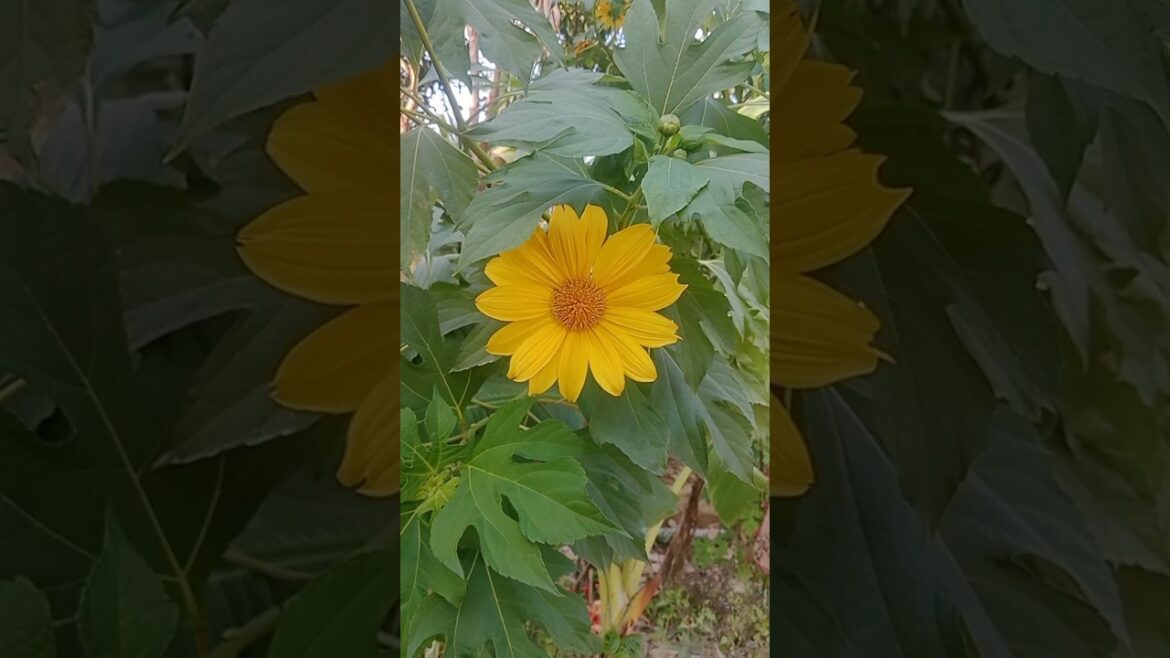 The Most Beautiful Flowers From My Garden