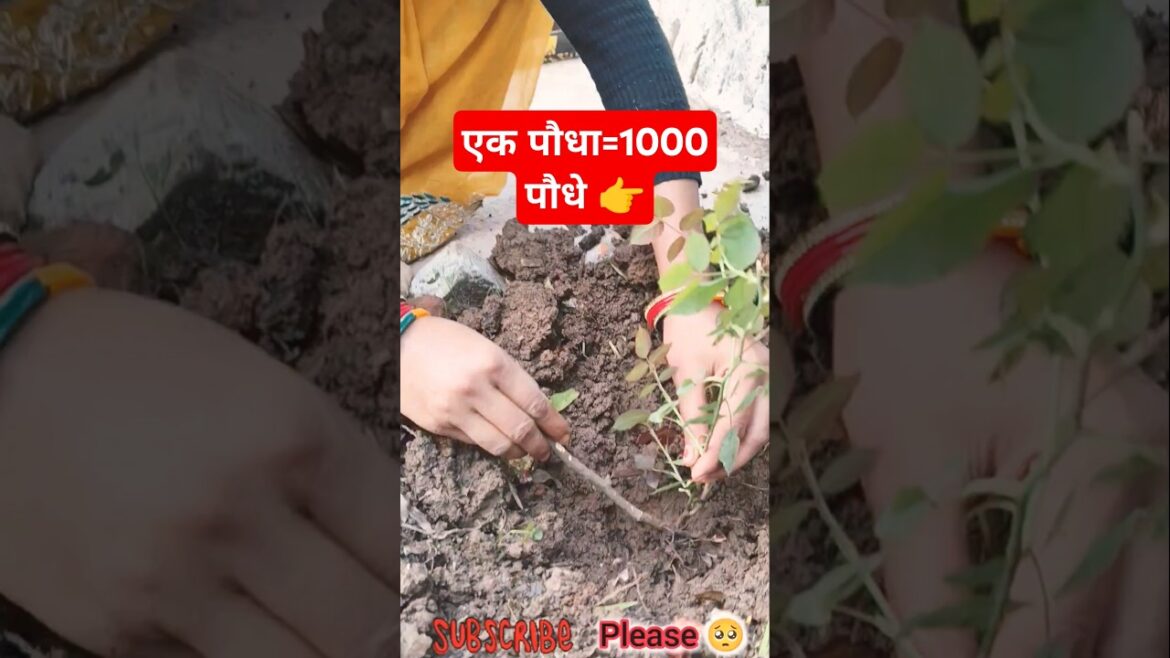 How to make plant at home | Layering method #shorts #ytshorts #gardening #villagelife #farming How to make plant at home | Layering method #shorts #ytshorts #gardening #villagelife #farming